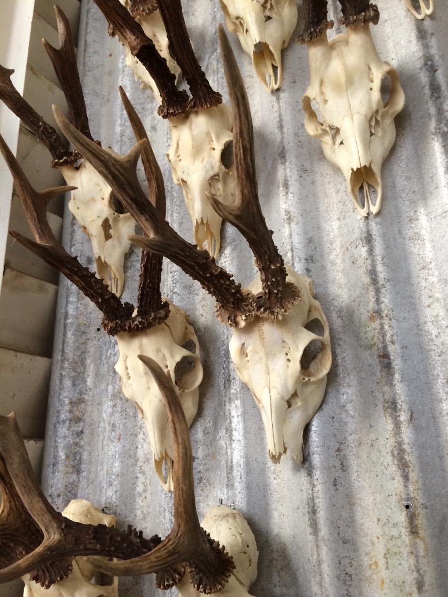 Antlers in all sizes