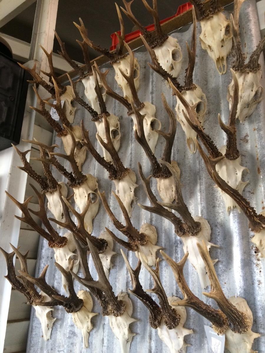 Antlers in all sizes