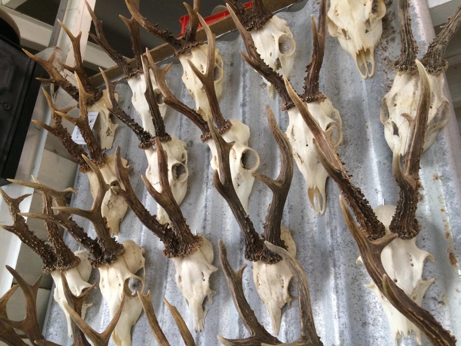 Antlers in all sizes