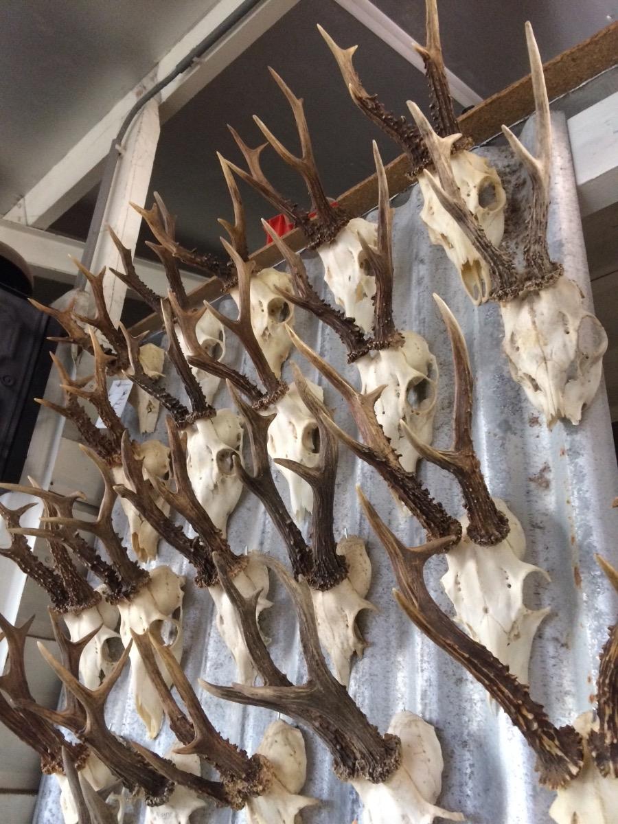 Antlers in all sizes