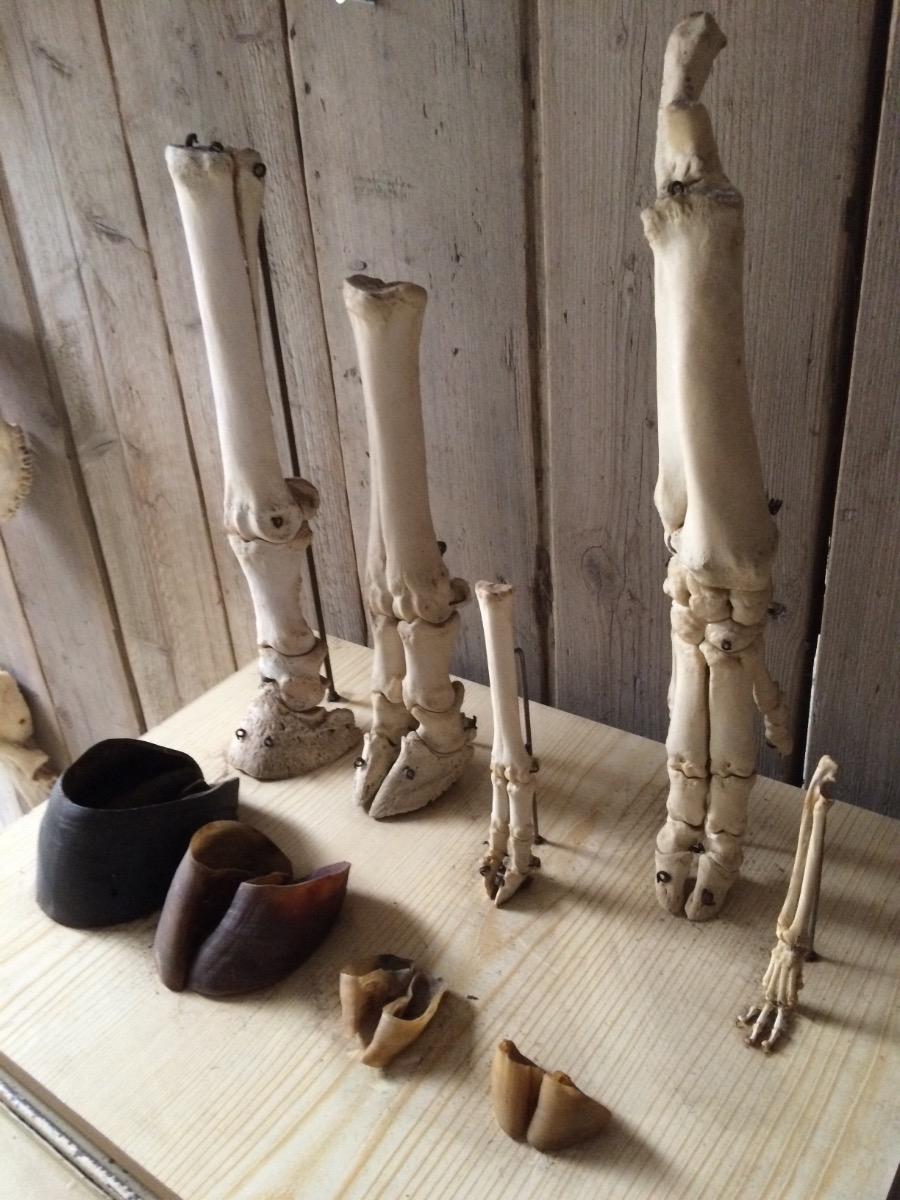 Biology class instrument with bones