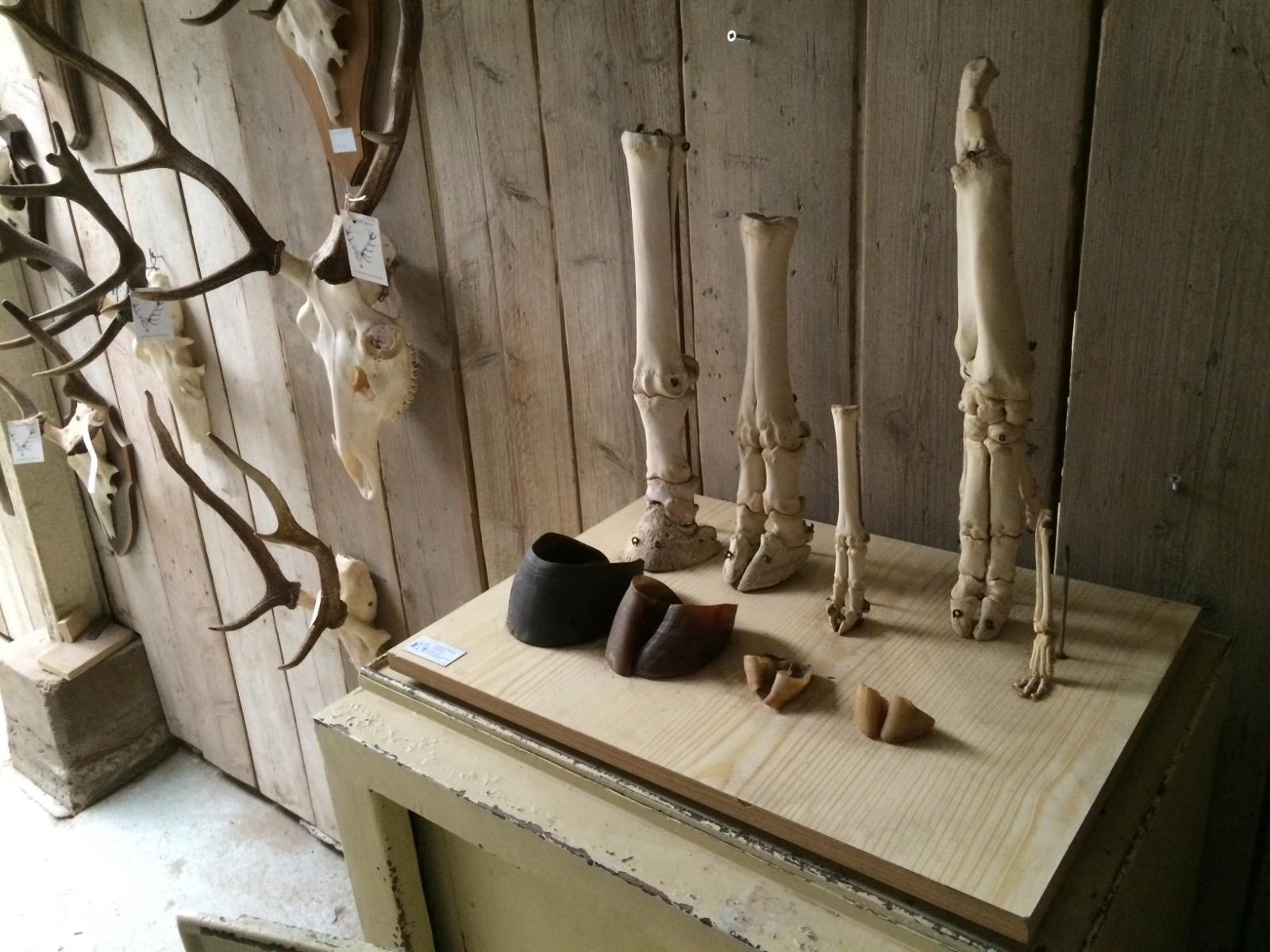 Biology class instrument with bones