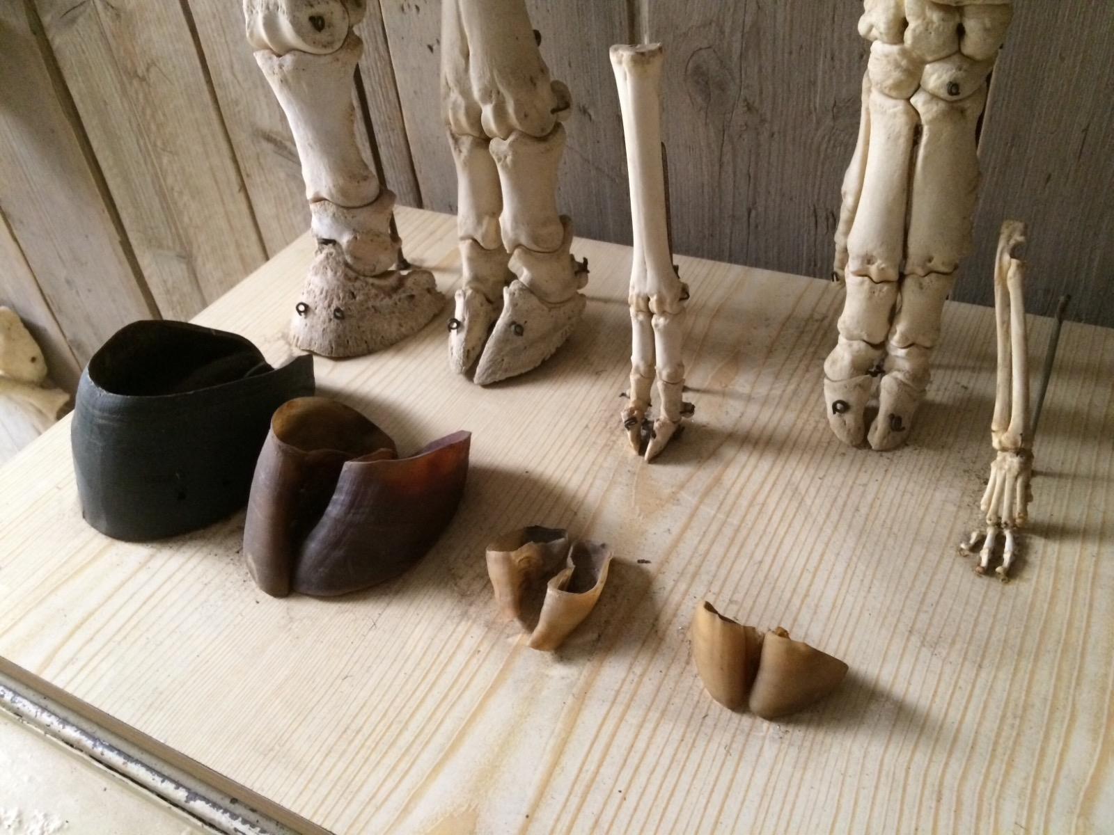 Biology class instrument with bones