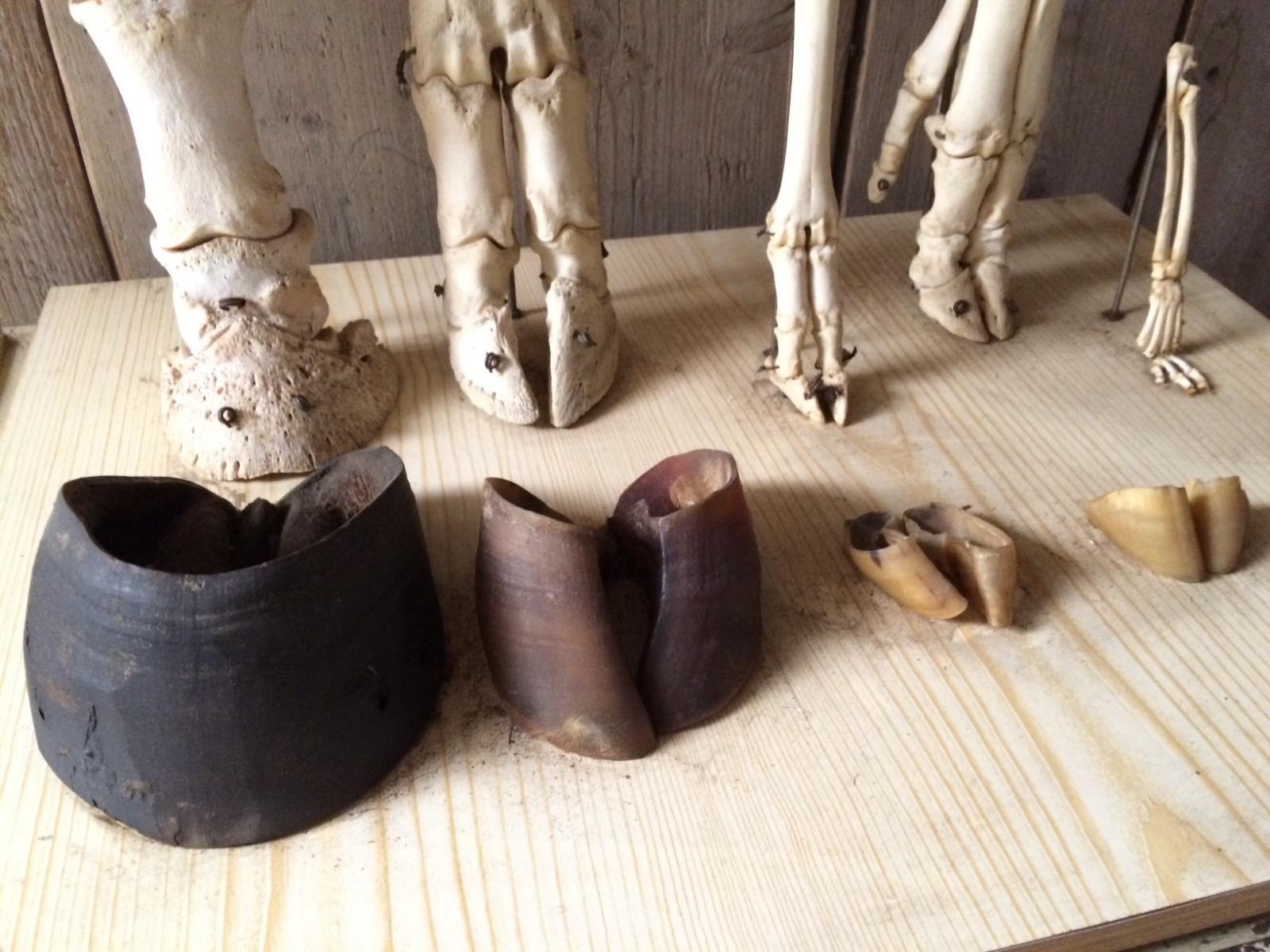 Biology class instrument with bones